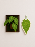 Taro Leaf Hand Towel - green heart-shaped leaf hand towel beside framed taro plant art