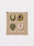 Mini Botanical Magnet Set - four leaf-shaped fridge magnets: Caladium, Begonia, Anthurium, and Caladium White Queen
