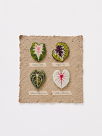 Mini Botanical Magnet Set - four leaf-shaped fridge magnets: Caladium, Begonia, Anthurium, and Caladium White Queen
