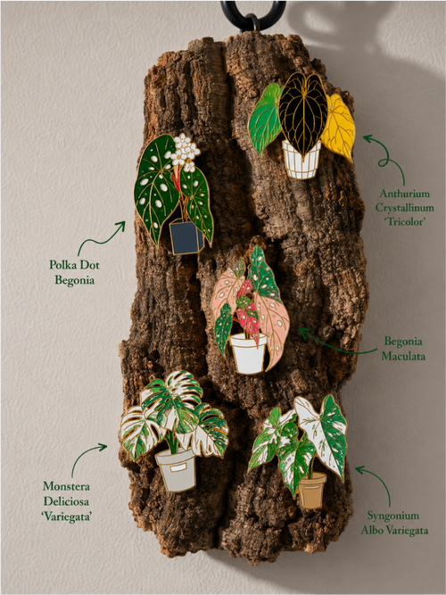 Metal Plant Friend Magnet - five metal leaf fridge magnets: Polka Dot Begonia, Anthurium Crystallinum, Begonia Maculata, Monstera Deliciosa, Syngonium Albo